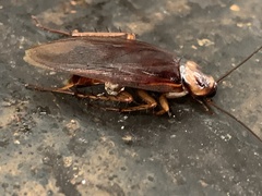 Periplaneta americana
