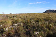 Bobartia longicyma longicyma