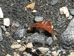 Emesis mandana