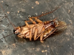 Periplaneta americana