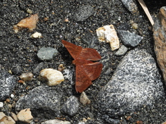 Emesis mandana