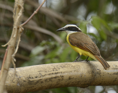 Pitangus sulphuratus