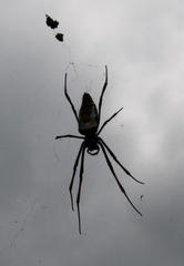 Trichonephila inaurata