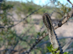 Peniocereus greggii greggii