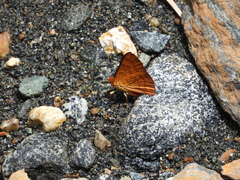 Emesis mandana