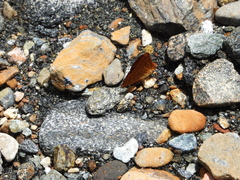 Emesis mandana
