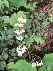 Begonia asteroides