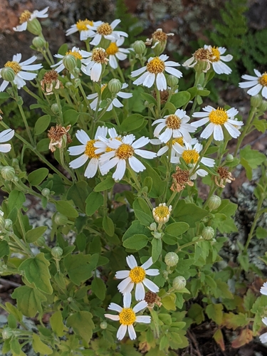 fringed rockdaisy (Perityle ciliata)