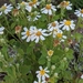 Fringed Rockdaisy - Photo (c) frankiecoburn, some rights reserved (CC BY-NC), uploaded by frankiecoburn