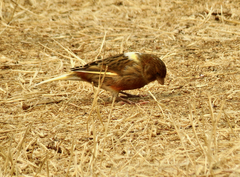 Serinus canaria domesticus