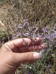 Limonium gmelinii