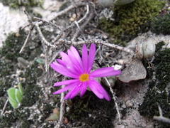 Conophytum luckhoffii