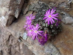 Conophytum luckhoffii