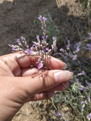 Limonium gmelinii