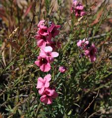 Diascia integerrima