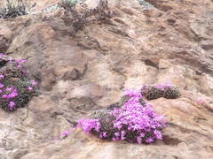 Conophytum luckhoffii
