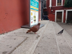 Columba livia domestica