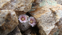 Mammillaria breviplumosa