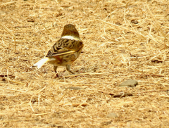 Serinus canaria domesticus
