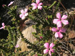 Acmadenia tetragona