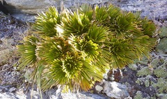Aciphylla lecomtei