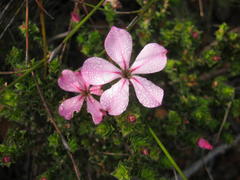 Acmadenia tetragona