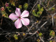 Acmadenia tetragona