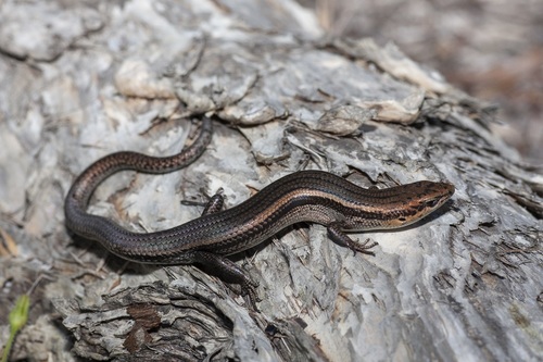 New Holland Skink, Acritoscincus trilineatus