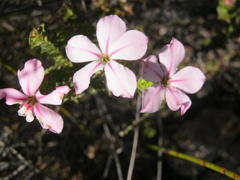 Acmadenia tetragona
