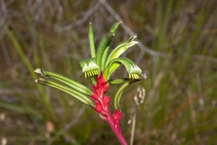 Anigozanthos manglesii