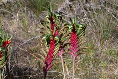 Anigozanthos manglesii