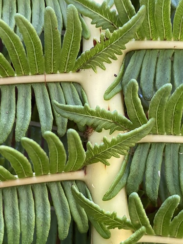 Sadleria souleyetiana