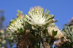 Banksia sessilis