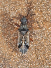 Pseudopachybrachius vinctus
