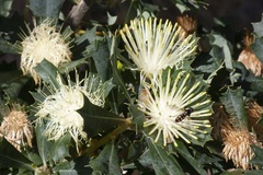 Banksia sessilis