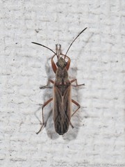 Paromius longulus