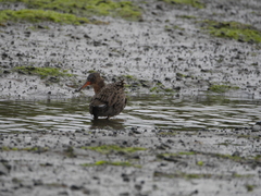 Rallus obsoletus levipes