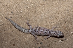 Christinus marmoratus