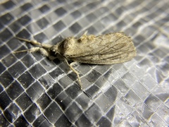 Dasychira atrivenosa