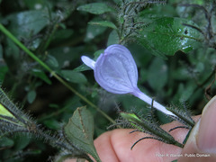 Isoglossa cooperi