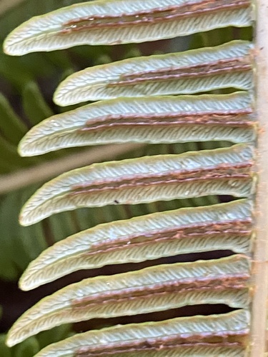 Sadleria souleyetiana