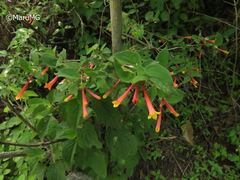 Bouvardia chrysantha