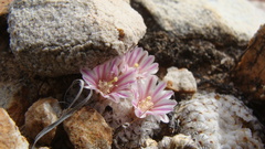 Mammillaria breviplumosa