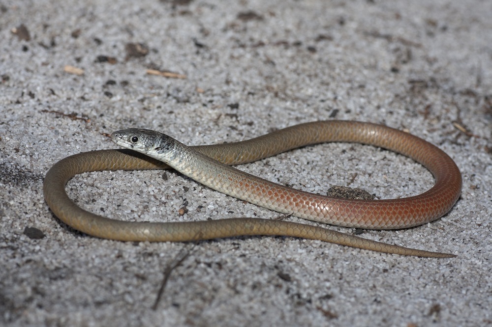 Delma fraseri · BioDiversity4All