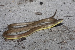 Delma grayii