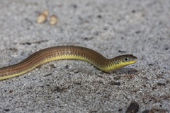 Delma grayii