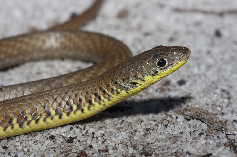 Gray's Legless Lizard