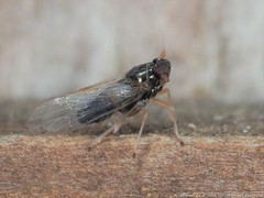 Pissonotus piceus
