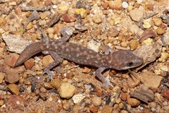 Diplodactylus lateroides