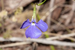 Lobelia tenuior
